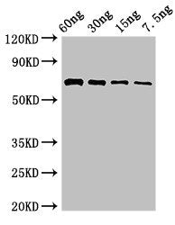 Western Blot Positive WB detected in Recombinant protein All lanes: pvdA antibody at 2.8µg/ml Secondary Goat polyclonal to rabbit IgG at 1/50000 dilution Predicted band size: 65 kDa Observed band size: 65 kDa