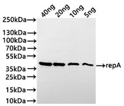 Western Blot Positive WB detected in: recombinant protein All lanes:repA Antibody at 1:1000 Secondary Goat polyclonal to rabbit IgG at 1/20000 dilution Predicted band size: 39.7 kDa Observed band size:43 kDa