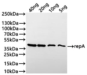 Western Blot Positive WB detected in: recombinant protein All lanes:repA Antibody at 1:1000 Secondary Goat polyclonal to rabbit IgG at 1/20000 dilution Predicted band size: 39.7 kDa Observed band size:43 kDa
