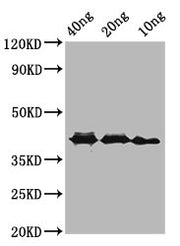 Western Blot Positive WB detected in Recombinant protein All lanes: ompA antibody at 3.9µg/ml Secondary Goat polyclonal to rabbit IgG at 1/50000 dilution Predicted band size: 42 kDa Observed band size: 42 kDa
