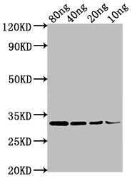 Western Blot Positive WB detected in Recombinant protein All lanes: omp antibody at 1:2000 Secondary Goat polyclonal to rabbit IgG at 1/50000 dilution Predicted band size: 32 kDa Observed band size: 32 kDa