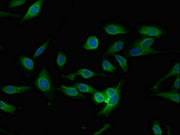 Immunofluorescent analysis of Hela cells using CSB-PA706633LA01HU at dilution of 1:100 and Alexa Fluor 488-congugated AffiniPure Goat Anti-Rabbit IgG(H+L)