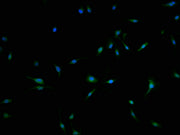Immunofluorescence staining of U251 cells with CSB-PA708479LA01HU at 1:100, counter-stained with DAPI. The cells were fixed in 4% formaldehyde and blocked in 10% normal Goat Serum. The cells were then incubated with the antibody overnight at 4°C....
