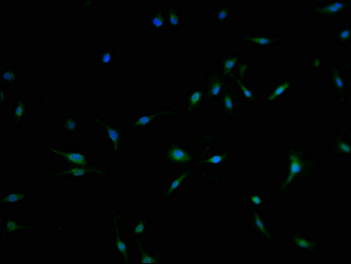 Immunofluorescence staining of U251 cells with CSB-PA708479LA01HU at 1:100, counter-stained with DAPI. The cells were fixed in 4% formaldehyde and blocked in 10% normal Goat Serum. The cells were then incubated with the antibody overnight at 4°C....