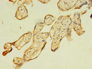 Immunohistochemistry of paraffin-embedded human placenta tissue using CSB-PA709599LA01HU at dilution of 1:100