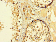 Immunohistochemistry of paraffin-embedded human testis tissue using CSB-PA709610LA01HU at dilution of 1:100