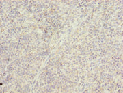 Immunohistochemistry of paraffin-embedded human tonsil tissue using CSB-PA713124LA01HU at dilution of 1:100