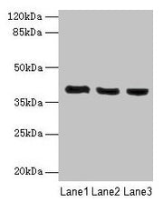 Western blot All lanes: C9orf64 antibody at 1µg/ml Lane 1: Hela whole cell lysate Lane 2: K562 whole cell lysate Lane 3: HepG2 whole cell lysate Secondary Goat polyclonal to rabbit IgG at 1/10000 dilution Predicted band size: 40 kDa Observed band...