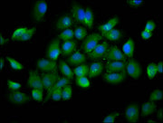 Immunofluorescence staining of A549 cells with CSB-PA713352LA01HU at 1:166, counter-stained with DAPI. The cells were fixed in 4% formaldehyde, permeabilized using 0.2% Triton X-100 and blocked in 10% normal Goat Serum. The cells were then incubat...