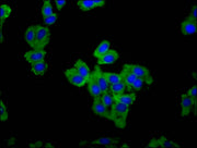 Immunofluorescence staining of HepG2 cells with CSB-PA713356LA01HU at 1:66, counter-stained with DAPI. The cells were fixed in 4% formaldehyde, permeabilized using 0.2% Triton X-100 and blocked in 10% normal Goat Serum. The cells were then incubat...