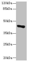 Western blot All lanes: GLT8D1 antibody at 10µg/ml + Mouse liver tissue Secondary Goat polyclonal to rabbit IgG at 1/10000 dilution Predicted band size: 42, 29 kDa Observed band size: 42 kDa