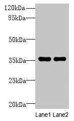 Western blot All lanes: NAIF1 antibody at 6µg/ml Lane 1: Mouse brain tissue Lane 2: Mouse heart tissue Secondary Goat polyclonal to rabbit IgG at 1/10000 dilution Predicted band size: 36, 18 kDa Observed band size: 36 kDa