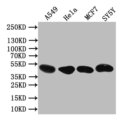 Western Blot Positive WB detected in: A549 whole cell lysate,Hela whole cell lysate,MCF7 whole cell lysate,SY5Y whole cell lysate All lanes: PLEKHS1 antibody at 1:1000 Secondary Goat polyclonal to rabbit IgG at 1/50000 dilution Predicted band size...