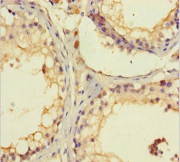 Immunohistochemistry of paraffin-embedded human testis tissue using CSB-PA716346LA01HU at dilution of 1:100