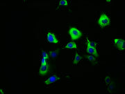 Immunofluorescence staining of MCF-7 cells with CSB-PA716356LA01HU at 1:166, counter-stained with DAPI. The cells were fixed in 4% formaldehyde, permeabilized using 0.2% Triton X-100 and blocked in 10% normal Goat Serum. The cells were then incuba...