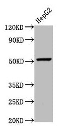 Western Blot Positive WB detected in: HepG2 whole cell lysate All lanes: WLS antibody at 5.4µg/ml Secondary Goat polyclonal to rabbit IgG at 1/50000 dilution Predicted band size: 63, 52 kDa Observed band size: 52 kDa