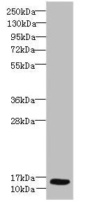 Western blot All lanes: Ly6e antibody at 8µg/ml + Hela whole cell lysate Secondary Goat polyclonal to rabbit IgG at 1/10000 dilution Predicted band size: 14 kDa Observed band size: 14 kDa