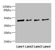 Western blot All lanes: FCRL6 antibody at 1.29ug/ml Lane 1: Hela whole cell lysate Lane 2: A549 whole cell lysate Lane 3: Jurkat whole cell lysate Lane 4: HepG2 whole cell lysate Secondary Goat polyclonal to rabbit IgG at 1/10000 dilution Predicte...