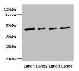 Western blot All lanes: FCRL6 antibody at 1.29ug/ml Lane 1: Hela whole cell lysate Lane 2: A549 whole cell lysate Lane 3: Jurkat whole cell lysate Lane 4: HepG2 whole cell lysate Secondary Goat polyclonal to rabbit IgG at 1/10000 dilution Predicte...