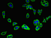 Immunofluorescent analysis of HepG2 cells using CSB-PA719389LA01HU at dilution of 1:100 and Alexa Fluor 488-congugated AffiniPure Goat Anti-Rabbit IgG(H+L)