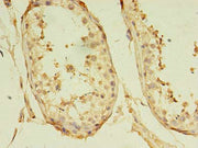 Immunohistochemistry of paraffin-embedded human testis tissue using CSB-PA719617LA01HU at dilution of 1:100