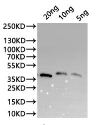 Western Blot Positive WB detected in: recombinant protein All lanes:KP509_12G01700 Antibody at 1:1000 Secondary Goat polyclonal to rabbit IgG at 1/20000 dilution Predicted band size: 32.1 kDa Observed band size: 40 kDa