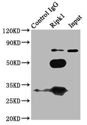 Immunoprecipitating Ripk1 in K562 whole cell lysate Lane 1: Rabbit control IgG (1?g) instead of CSB-PA720181LA01MO in K562 whole cell lysate. For western blotting, a HRP-conjugated Protein G antibody was used as the secondary antibody (1/2000) Lan...