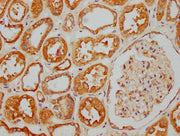 IHC image of CSB-PA720638LA01HU diluted at 1:400 and staining in paraffin-embedded human kidney tissue performed on a Leica BondTM system. After dewaxing and hydration, antigen retrieval was mediated by high pressure in a citrate buffer (pH 6.0)....