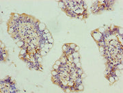 Immunohistochemistry of paraffin-embedded human small intestine tissue using CSB-PA721489LA01HU at dilution of 1:100