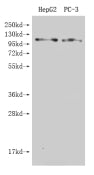 Western Blot Positive WB detected in: HepG2 whole cell lysate, Hela whole cell lysate All lanes: GPRC6A antibody at 4.7µg/ml Secondary Goat polyclonal to rabbit IgG at 1/50000 dilution Predicted band size: 105, 85, 97 kDa Observed band size: 97 kDa