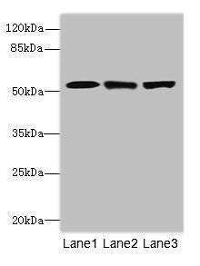 Western blot All lanes: CPSF3Lantibody at 4.2ug/ml Lane 1: Colo320 whole cell lysate Lane 2: Hela whole cell lysate Lane 3: MCF-7 whole cell lysate Secondary Goat polyclonal to rabbit IgG at 1/10000 dilution Predicted band size: 68, 57, 66, 65, 69...