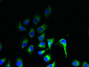 Immunofluorescent analysis of A549 cells using CSB-PA722800LA01HU at dilution of 1:100 and Alexa Fluor 488-congugated AffiniPure Goat Anti-Rabbit IgG(H+L)