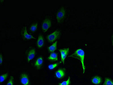 Immunofluorescent analysis of A549 cells using CSB-PA722800LA01HU at dilution of 1:100 and Alexa Fluor 488-congugated AffiniPure Goat Anti-Rabbit IgG(H+L)