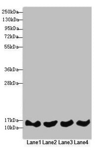 Western blot All lanes: REEP5 antibody at 4.56µg/ml Lane 1: Jurkat whole cell lysate Lane 2: MCF-7 whole cell lysate Lane 3: K562 whole cell lysate Lane 4: Hela whole cell lysate Secondary Goat polyclonal to rabbit IgG at 1/10000 dilution Predicte...