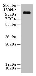Western blot All lanes: EGFLAM antibody at 3µg/ml + Mouse heart tissue Secondary Goat polyclonal to rabbit IgG at 1/10000 dilution Predicted band size: 112, 111, 42, 85, 17 kDa Observed band size: 112 kDa