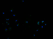Immunofluorescence staining of SH-SY5Y cells with CSB-PA723708LA01HU at 1:100, counter-stained with DAPI. The cells were fixed in 4% formaldehyde and blocked in 10% normal Goat Serum. The cells were then incubated with the antibody overnight at 4°...