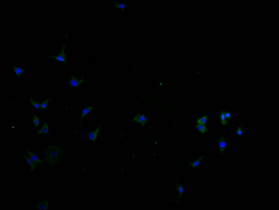 Immunofluorescence staining of SH-SY5Y cells with CSB-PA723708LA01HU at 1:100, counter-stained with DAPI. The cells were fixed in 4% formaldehyde and blocked in 10% normal Goat Serum. The cells were then incubated with the antibody overnight at 4°...
