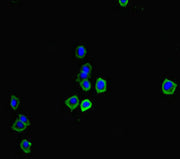 Immunofluorescent analysis of HepG2 cells using CSB-PA723970LA01RA at dilution of 1:100 and Alexa Fluor 488-congugated AffiniPure Goat Anti-Rabbit IgG(H+L)