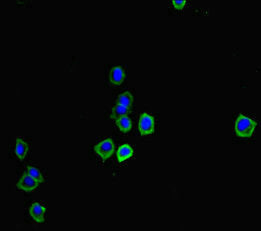 Immunofluorescent analysis of HepG2 cells using CSB-PA723970LA01RA at dilution of 1:100 and Alexa Fluor 488-congugated AffiniPure Goat Anti-Rabbit IgG(H+L)