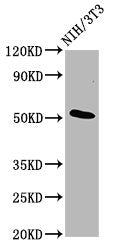 Western Blot Positive WB detected in: NIH/3T3 whole cell lysate All lanes: ODR4 antibody at 4.8ug/ml Secondary Goat polyclonal to rabbit IgG at 1/50000 dilution Predicted band size: 52, 49, 38, 48 kDa Observed band size: 52 kDa
