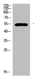 Western Blot analysis of 293T cells using primary antibody diluted at 1:500(4°C overnight). Secondary antibody:Goat Anti-rabbit IgG IRDye 800( diluted at 1:5000, 25°C, 1 hour)