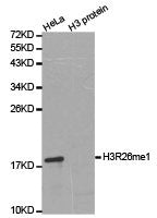Western blot analysis of extracts of HeLa cell line and H3 protein expressed in E.coli., using H3R26me1 antibody.