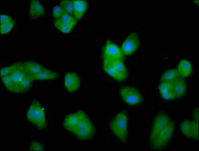 Immunofluorescence staining of HepG2 cells with CSB-PA725885LA01HU at 1:33, counter-stained with DAPI. The cells were fixed in 4% formaldehyde, permeabilized using 0.2% Triton X-100 and blocked in 10% normal Goat Serum. The cells were then incubat...