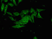 Immunofluorescent analysis of Hela cells using CSB-PA725899LA01HU at dilution of 1:100 and Alexa Fluor 488-congugated AffiniPure Goat Anti-Rabbit IgG(H+L)