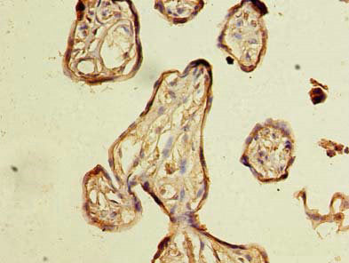 Immunohistochemistry of paraffin-embedded human placenta tissue using CSB-PA726124LA01HU at dilution of 1:100