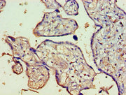 Immunohistochemistry of paraffin-embedded human placenta tissue using CSB-PA726129LA01HU at dilution of 1:100
