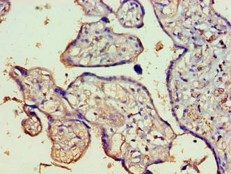 Immunohistochemistry of paraffin-embedded human placenta tissue using CSB-PA726129LA01HU at dilution of 1:100