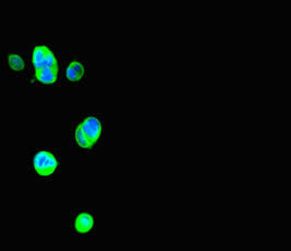 Immunofluorescent analysis of MCF-7 cells using CSB-PA726789HA01MO at dilution of 1:100 and Alexa Fluor 488-congugated AffiniPure Goat Anti-Rabbit IgG(H+L)