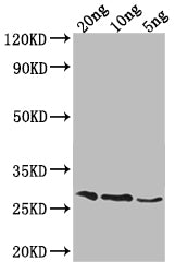 Western Blot Positive WB detected in Recombinant protein All lanes: OGG1 antibody at 1:2000 Secondary Goat polyclonal to rabbit IgG at 1/50000 dilution Predicted band size: 27.4 kDa Observed band size: 29 kDa