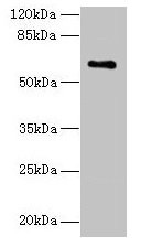 Western blot All lanes: CWF19L1 antibody at 4µg/ml + Raji whole cell lysate Secondary Goat polyclonal to rabbit IgG at 1/10000 dilution Predicted band size: 61, 28, 46 kDa Observed band size: 61 kDa